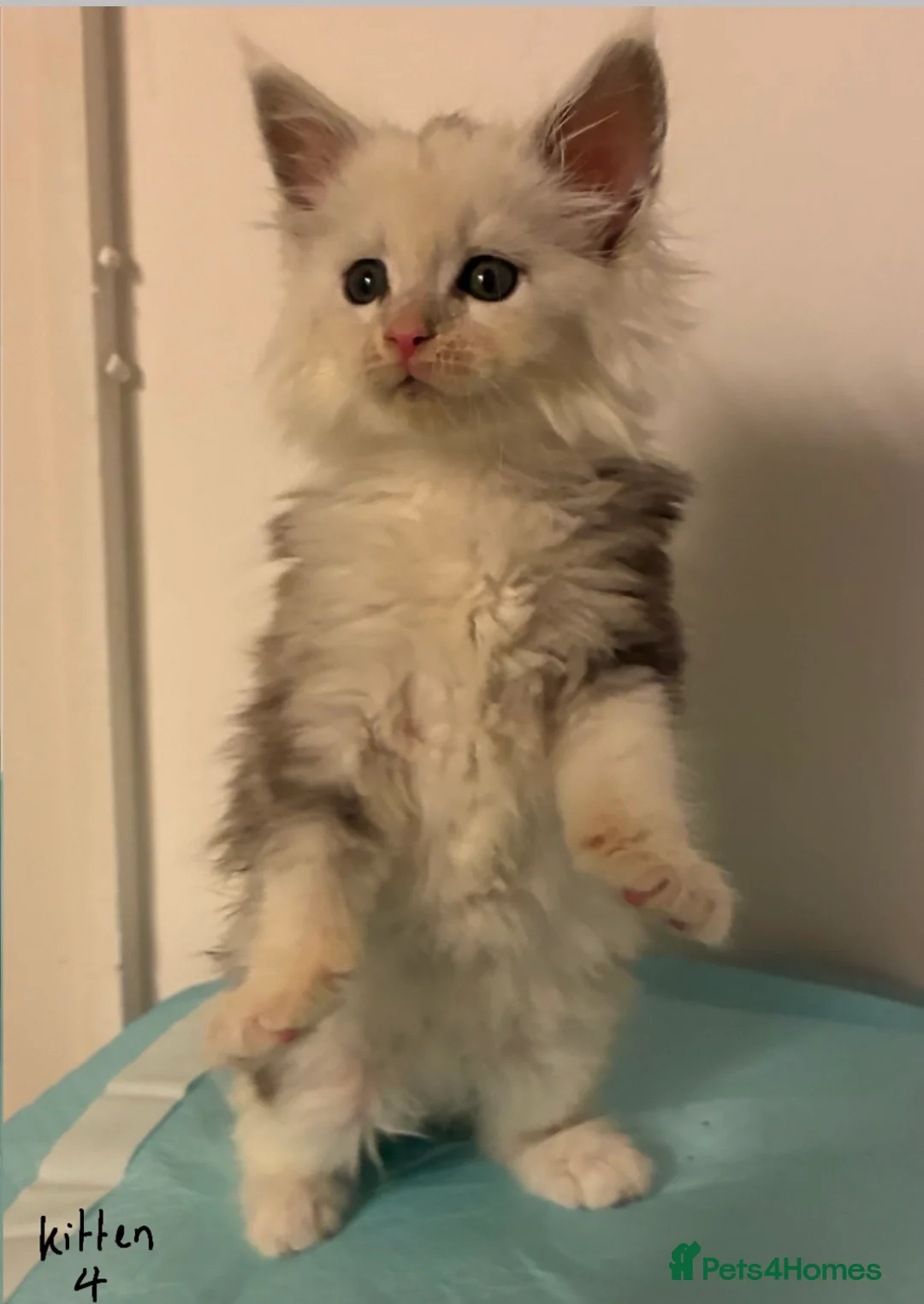 Maine Coon cats for sale: Polydactyl Maine Coon Kittens — TICA Registered  - Advert 8
