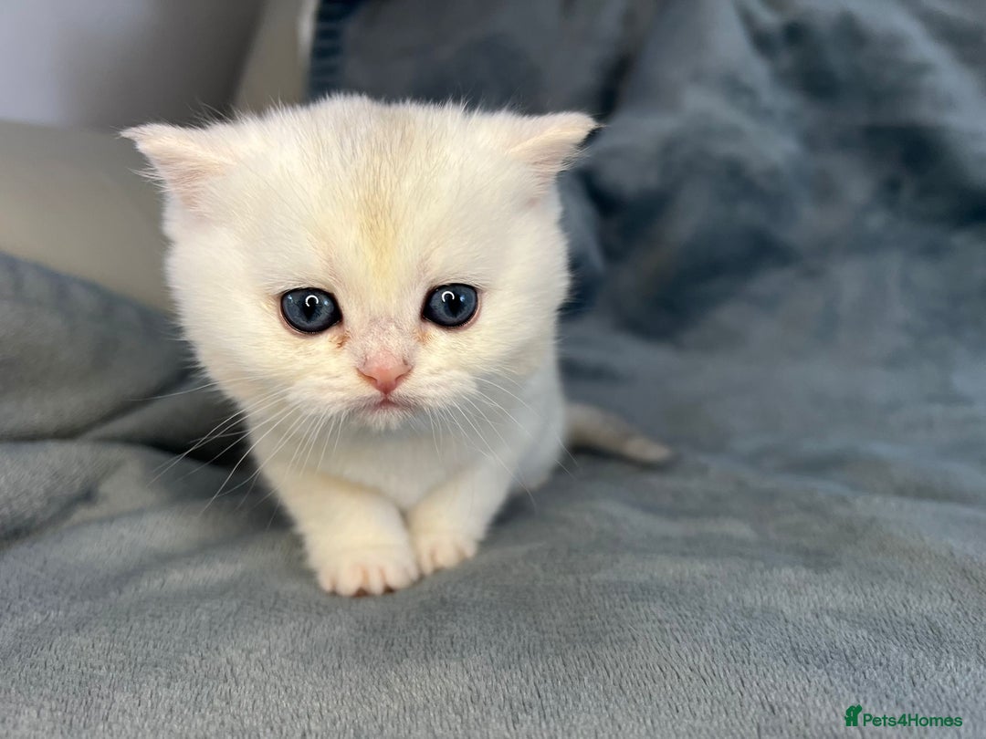 British Shorthair cats for sale: Gorgeous Golden Silver British Shorthair Kitten - Advert 8