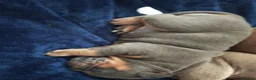 Dorset Olde Tyme Bulldogge dogs for sale: Old tyme bulldog puppies  in Farnborough - Advert 7