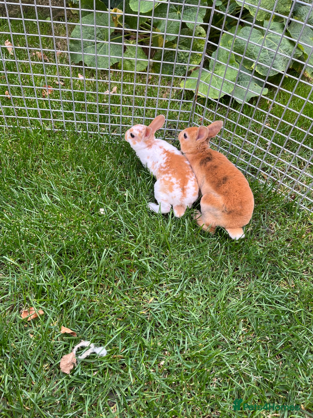 Rex rabbits for sale: Lovely Mini Rex bunnies ready for their new homes - Image 6