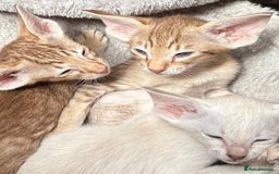 Oriental cats for sale: GCCF Oriental - Image 7