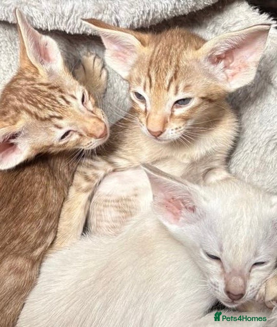 Oriental cats for sale: GCCF Oriental - Image 7