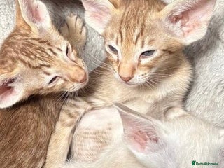 Oriental cats - Advert 6