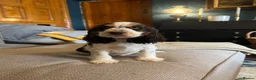Cocker Spaniel dogs for sale: Show Type Cocker Spaniel Puppies - Advert 7