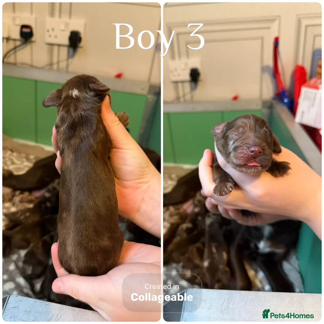 Cocker Spaniel dogs for sale: Beautiful litter of cocker spaniels  - Advert 4