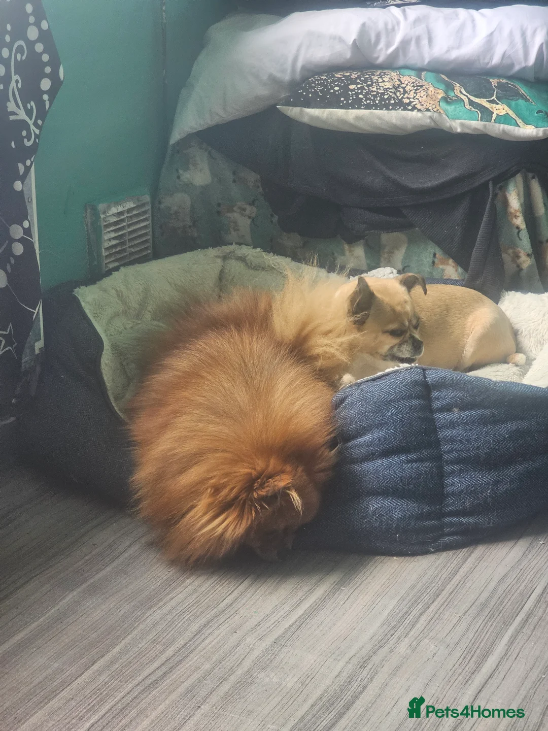 Pomeranian dogs for sale: ☆☆Tiny teddy☆☆ - Advert 6