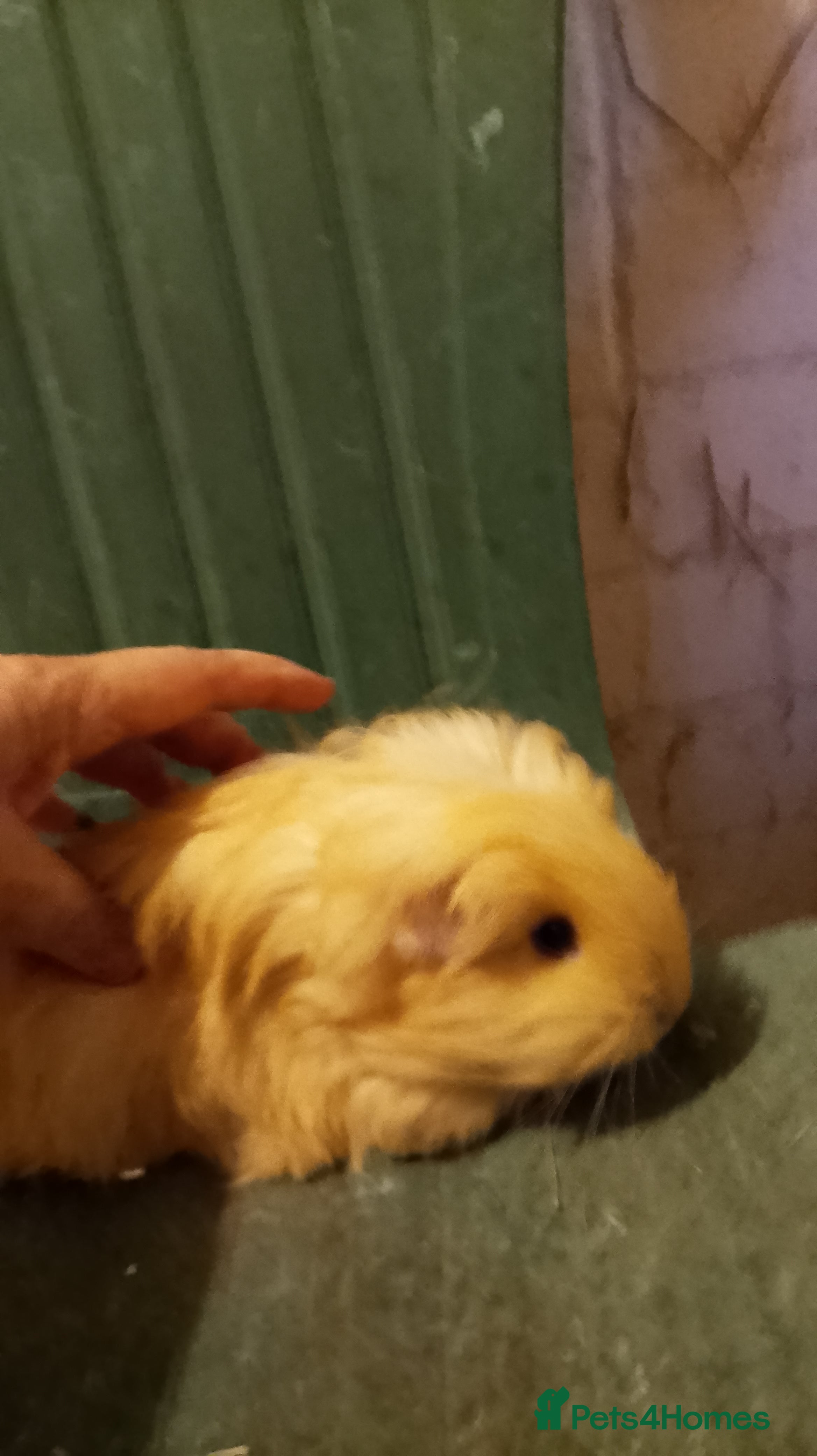 Guinea Pig rodents Guinea pig boys sheltie.peruvian. coronet - Advert 1