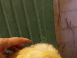 Guinea Pig rodents Guinea pig boys sheltie.peruvian. coronet - Advert 1