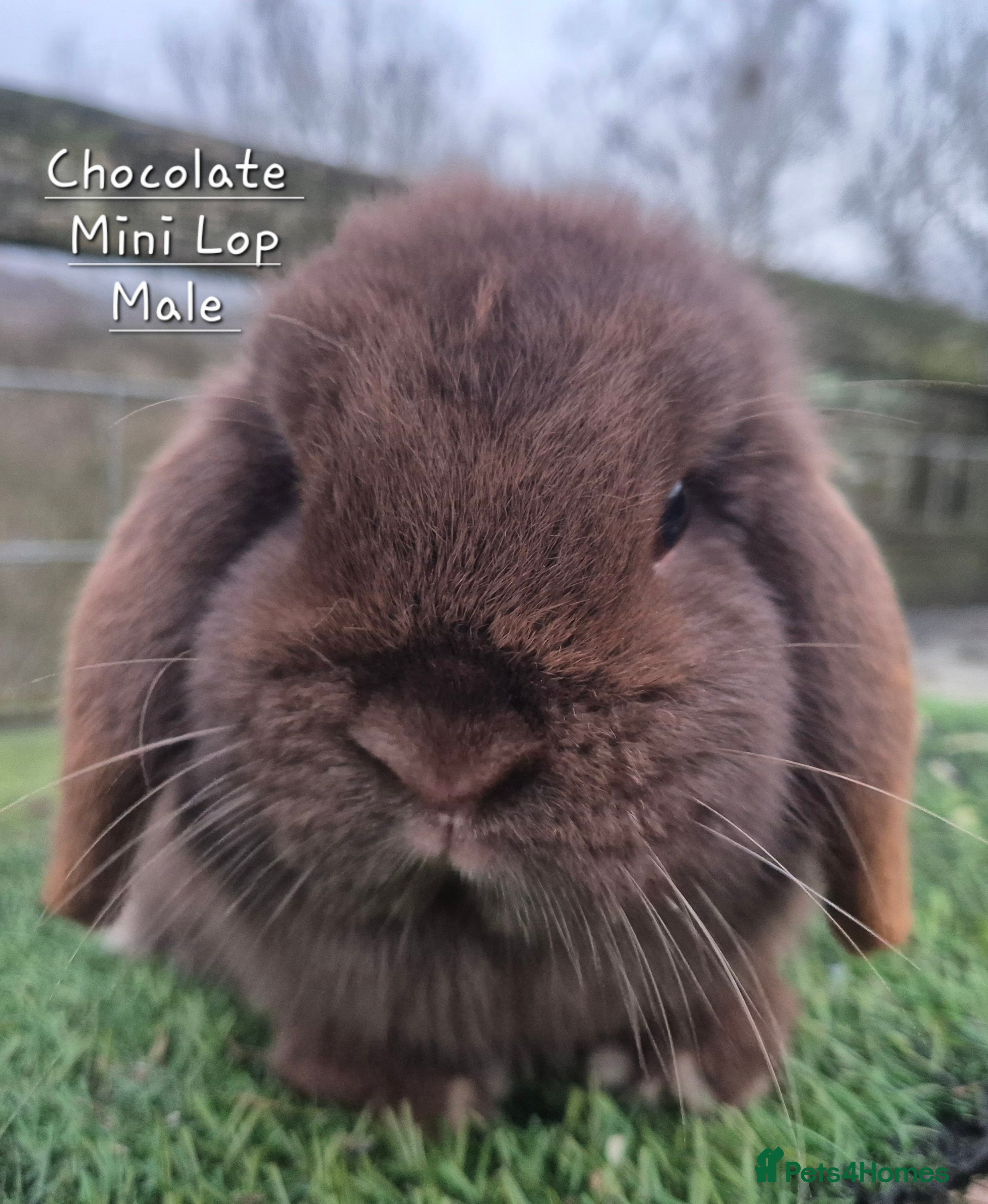 Mini Lop rabbits Various Mini Lops  - Advert 15