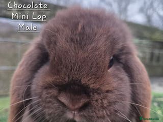 Mini Lop rabbits Various Mini Lops - Advert 14