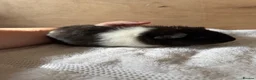 Guinea Pig rodents for sale: 4 male baby teddy guineapigs AVAILABLE  - Advert 8