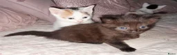 Mixed Breed cats for sale: 11 Adorable kittens 🐾 - Advert 25