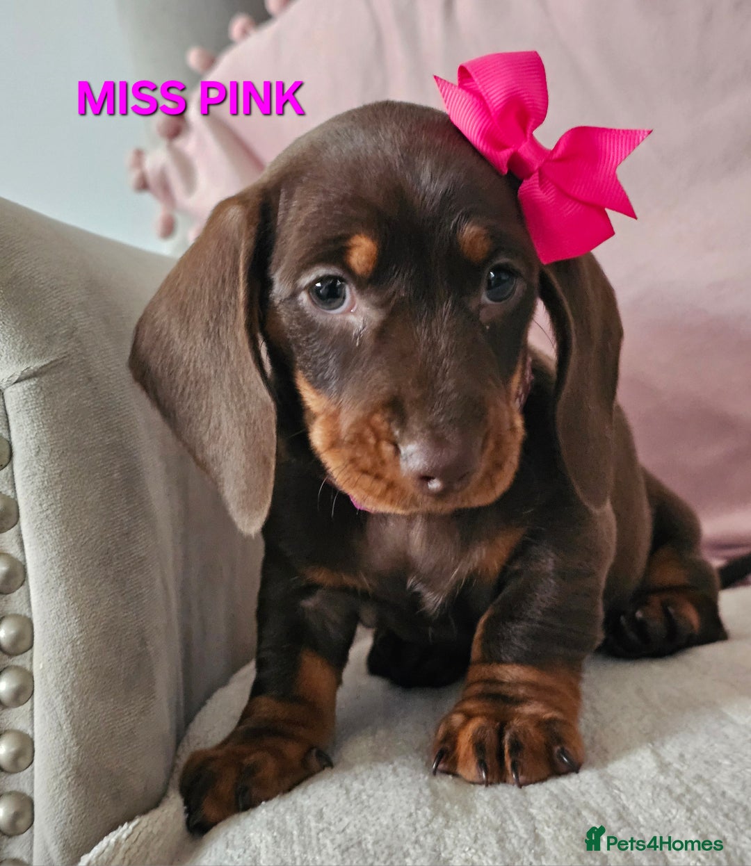 Dachshund dogs for sale: LAST 2!! Chocolate Dachsunds. Champion Lineage! in Worksop - Image 6