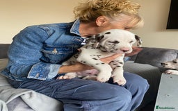 Dalmatian dogs for sale: Top quality show type Dalmatian pups 🐶  - Image 25