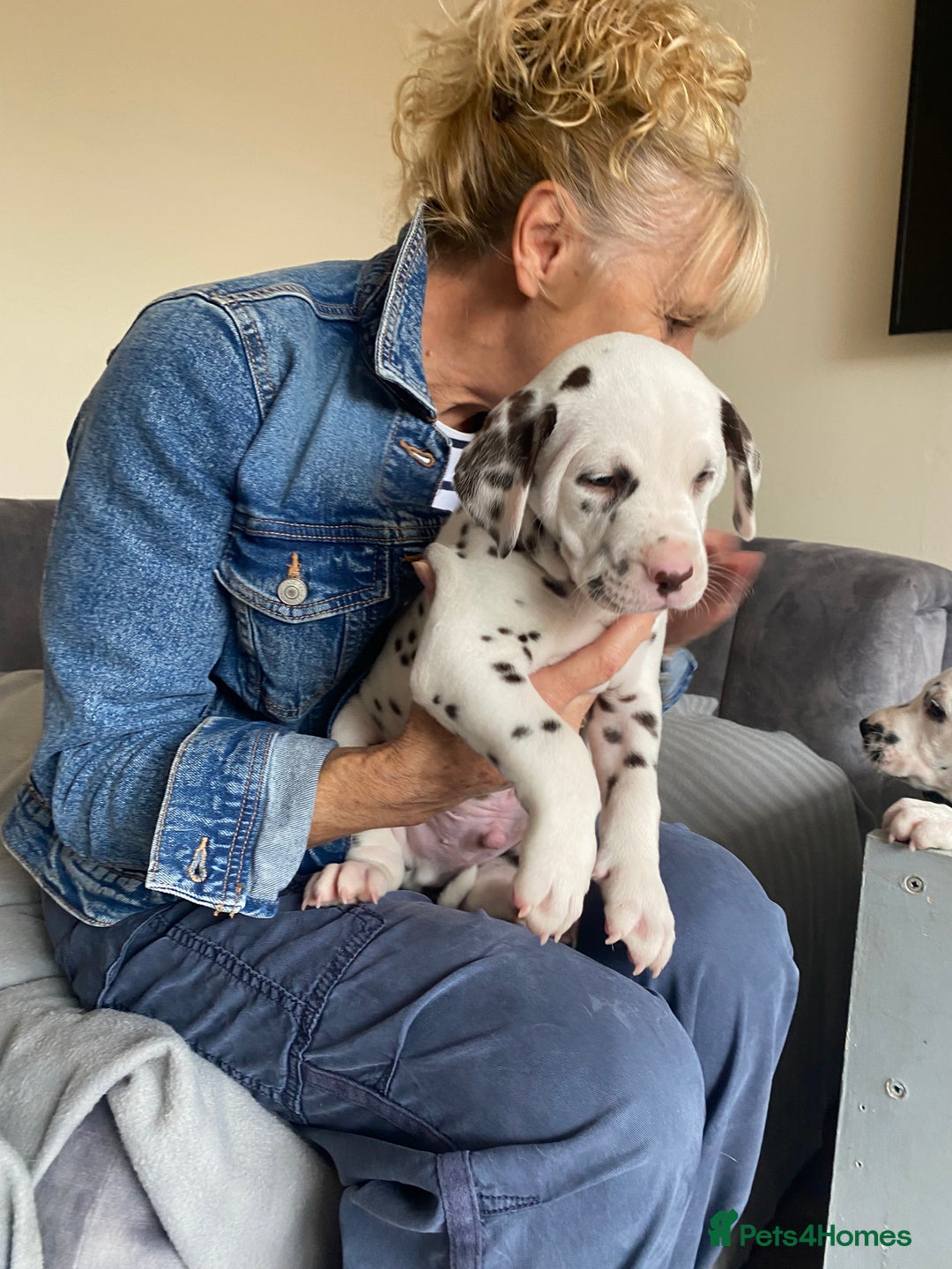 Dalmatian dogs for sale: Top quality show type Dalmatian pups 🐶  - Image 25
