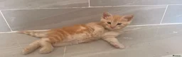 Maine Coon cats for sale: Maine coon cross kittens for sale  in Ipswich - Advert 23