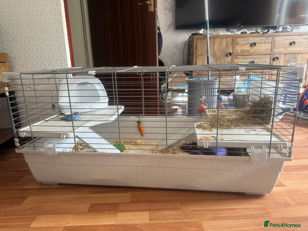 Guinea Pig rodents for sale: 2 Male Guinea Pigs & Cage (including bed & toys) - Image 4