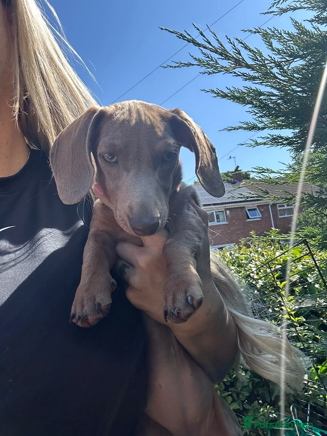 Miniature Dachshund dogs for sale: miniature dachshund❤️ - Advert 2