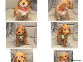 Cockapoo dogs Cockapoo LAST 3 F1 class Fox red puppies - Advert 11
