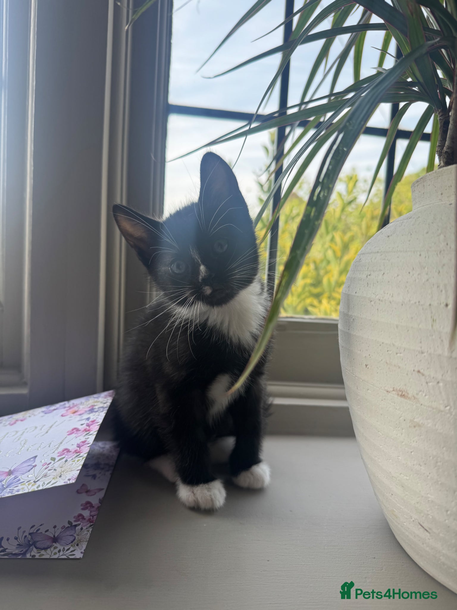 Mixed Breed cats Adorable kittens looking for their forever home😺 - Advert 1