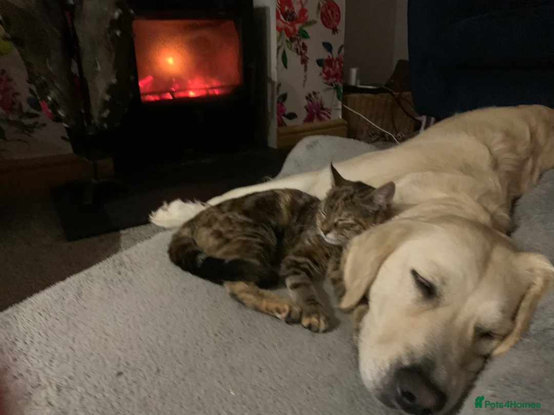 Golden Retriever dogs for sale: Golden retriever puppies due mid Jan  - Advert 3