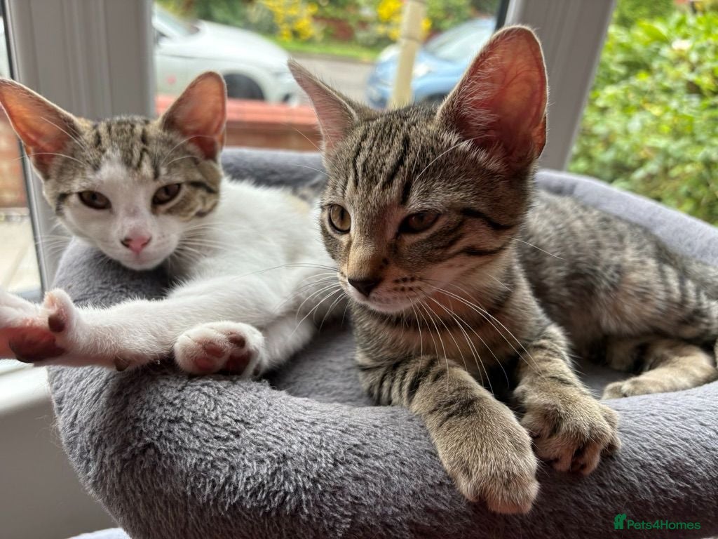 Mixed Breed cats 21 weeks old Sister and Brother Kittens  - Advert 1