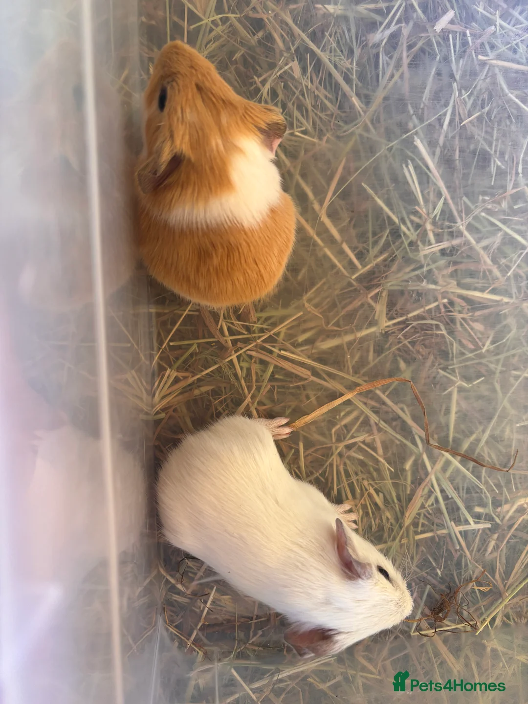 Guinea Pig rodents for sale: Baby Guinea Pigs  in Knighton - Advert 7
