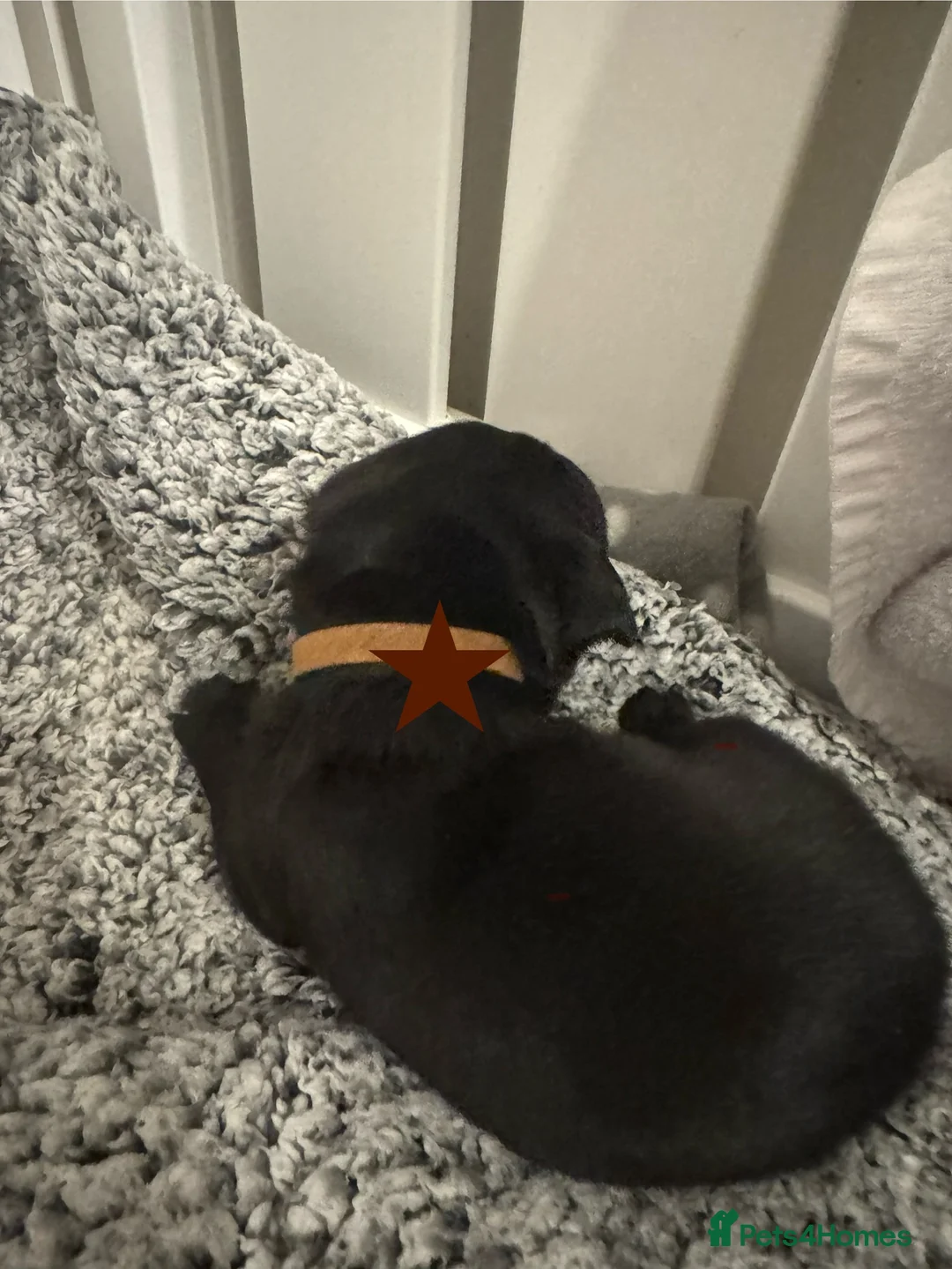 Labrador Retriever dogs for sale: 3 black females remaining – Labrador Retrievers - Advert 17