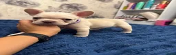 French Bulldog dogs for sale: KC reg French bulldogs Ready 7th August ❤️❤️❤️ - Advert 21