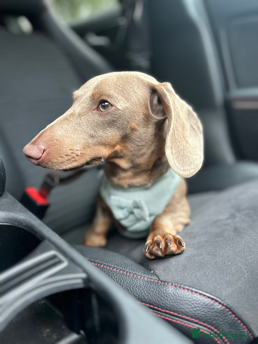 Miniature Dachshund dogs for sale: Beautiful Isabella tan mini dachshund  - Advert 2
