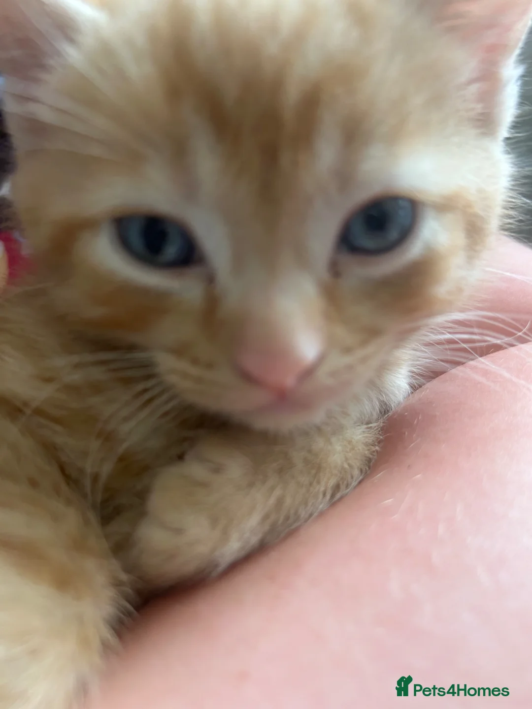 Mixed Breed cats for sale: Two beautiful male kittens ready to leave now! - Advert 2