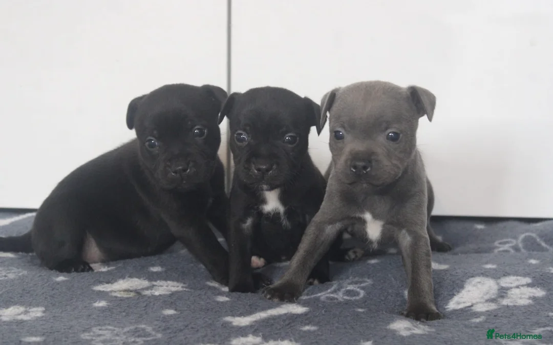 Staffordshire Bull Terrier dogs for stud: THE ONLY VALGLO STUD- VALGLO TOP GUN -BLUE CARRIER in Dudley - Advert 13