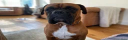 Boxer dogs for stud: Handsome Purebred Boxer – Puppy Back Deal Offered - Advert 12