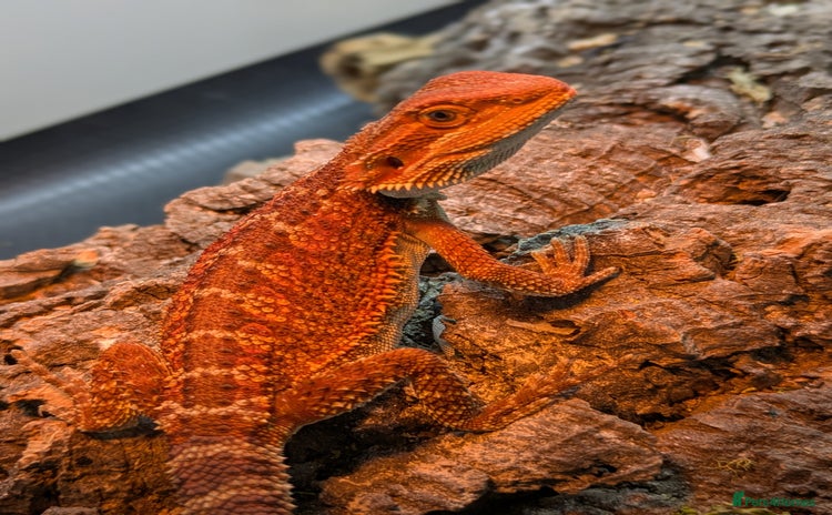 Bearded Dragon reptiles - Advert 1