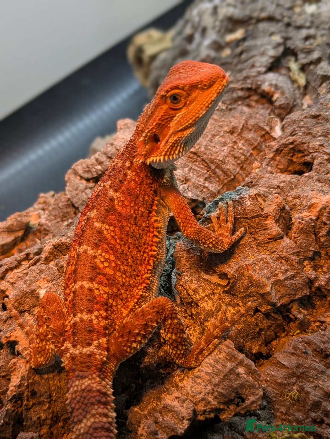 Bearded Dragon reptiles for sale: Red/orange bearded dragon  - Image 1