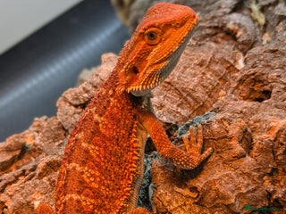 Bearded Dragon reptiles - Advert 17