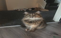 British Shorthair cats for sale: 3 beautiful kittens ready for a new home - Image 3