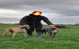 Lurcher dogs for sale: Narla and blue's pups - Image 5