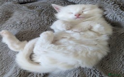 Ragdoll cats for sale: Ragdoll kittens - Advert 13