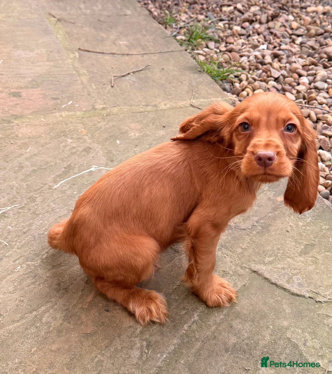 Cocker Spaniel dogs for sale: Cocker spaniel pups  - Advert 7