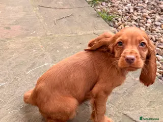 Cocker Spaniel dogs Cocker spaniel pups - Advert 16
