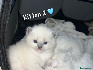 Ragdoll cats (3 Left) Purebred blue point ragdoll kittens - Advert 9