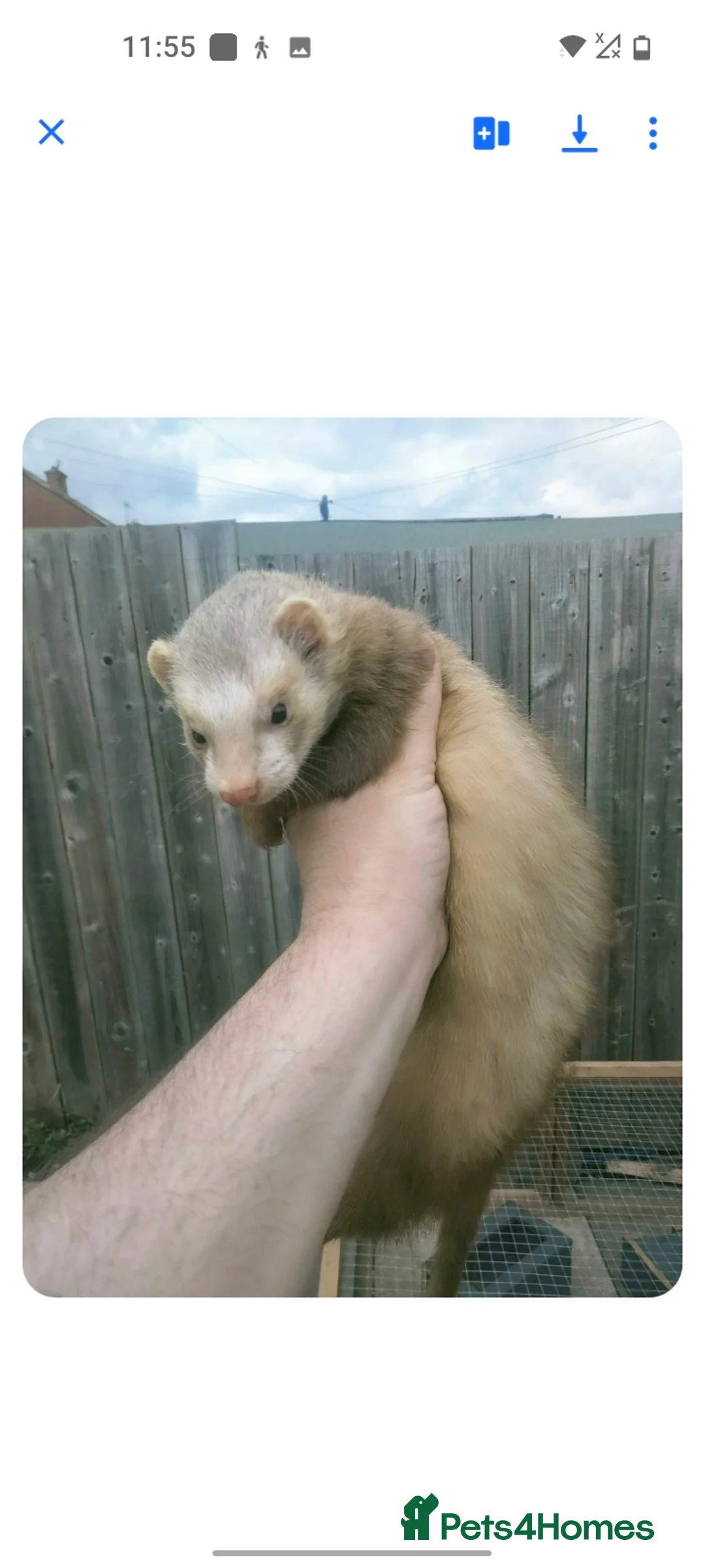 Ferret rodents for sale: Ferrets  - Advert 2