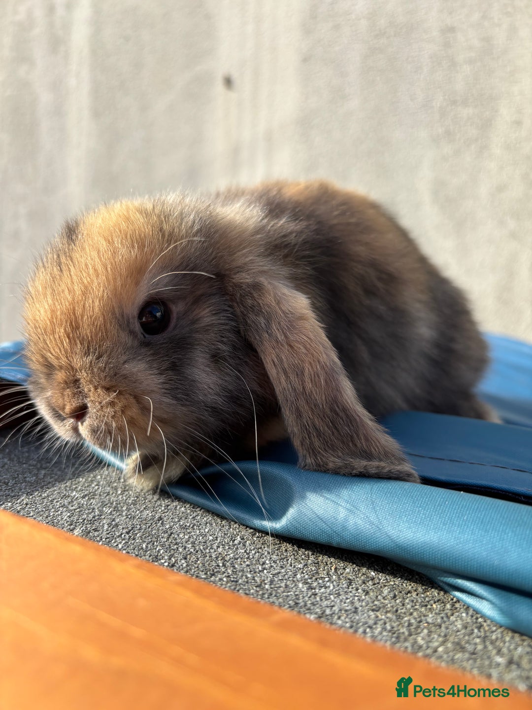 Mini Lop rabbits for sale: Purebred Minilops Available To Reserve - Image 3