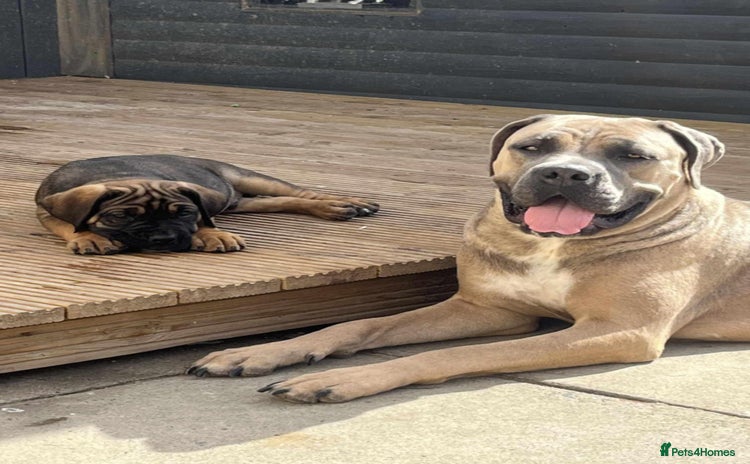Cane Corso dogs in Edinburgh - Advert 4