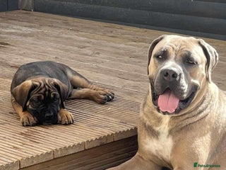 Cane Corso dogs in Edinburgh - Advert 3