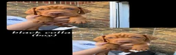 Hungarian Vizsla dogs for sale: Hungarian Vizsla Puppies KC Registered - Advert 30
