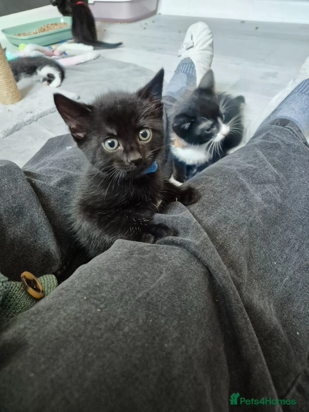 Mixed Breed cats for sale: Black male kitten, from a loving family home. - Advert 6