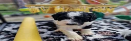 Sheepadoodle dogs for sale: Ultimate Pedigree F1 Sheepadoodles  - Advert 6
