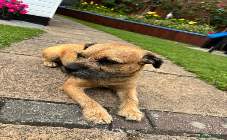 Border Terrier dogs - Advert 6